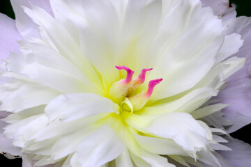 Peony Petal Abstract 02