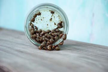 A group of potato beetles is seen spilling out of a transparent jar onto a wooden table, showcasing their striking stripes and colors