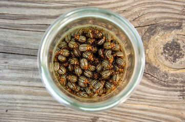 Numerous potato beetles are gathered inside a glass jar, displaying their unique striped patterns on a wooden surface