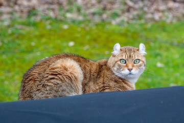 A wild feline relaxes on a black surface, capturing attention with its striking green eyes in a natural outdoor setting during daylight hours