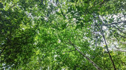 green leaves background