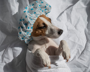 Jack Russell Terrier in a shower cap and towel. Dog spa. 