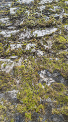 moss on stone