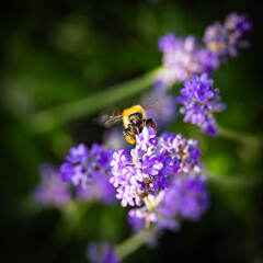 Lavendel mit Hummel