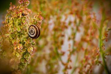 Close-up of Xerolenta obvia snail on colorful flowering plant in nature. Macro photo with soft...