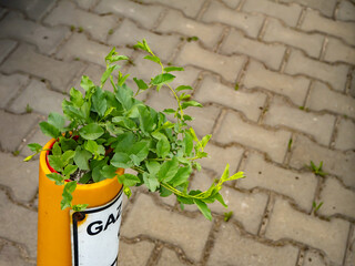 Green plant sprouting from gas pipe in urban pavement. Symbol of resilience and nature’s power in...