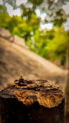 Rain Frog