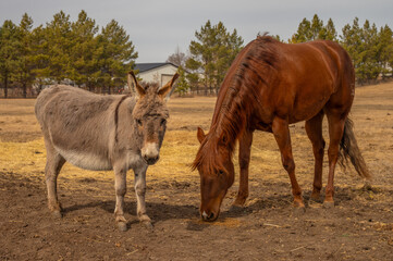 Donkey and horse in farm field
