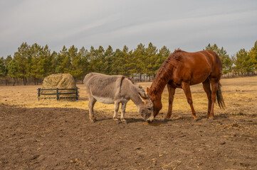 Horse and donkey eating together in rural paddock