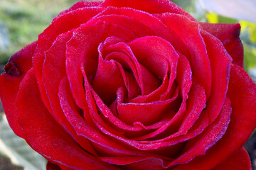 Red Olympiad Rose Swirl 01