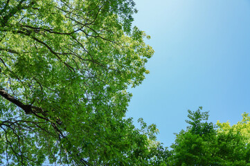 Obraz premium 木漏れ日が注ぐ初夏の緑の木々