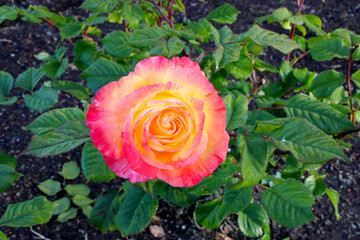 Yellow Chihuly Rose Flower 01
