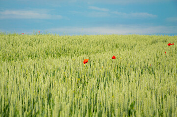 Lush green wheat field dotted with vibrant red poppies under a bright blue sky showcases the beauty of nature in springtime
