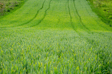 A vibrant green field displays natural patterns created by farming equipment, highlighting rural life during sunny weather
