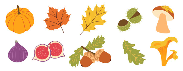 Autumn harvest flat vector elements: pumpkins, chestnuts, leaves, mushrooms and figs for fall designs. Vector illustration for banners, social media, cards