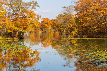 日本の風景・秋　北海道　紅葉の大沼公園