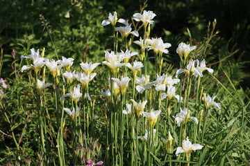 Sweden. Iris albicans, also known as the cemetery iris, white cemetery iris, or the white flag iris, is a species of iris which was planted on graves in Muslim regions.