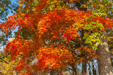 日本の風景・秋　北海道　紅葉の大沼公園
