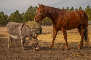 Horse and donkey eating grain on farm