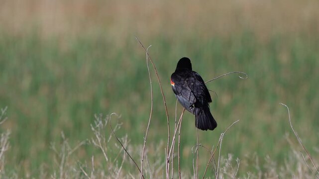 Male Red-winged Blackbird with bright epaulets sings and chirps in a marsh, with sound, part 2 of 3