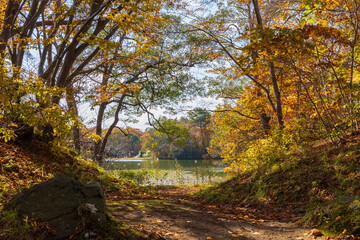 日本の風景・秋　北海道　紅葉の大沼公園