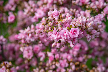 Beautiful pink azalea flowers on a twig in close-up on the bush.