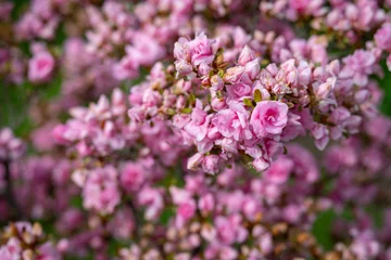  Beautiful pink azalea flowers on a twig in close-up on the bush. © lapis2380