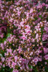 Beautiful pink azalea flowers on a twig in close-up on the bush.