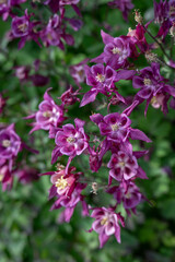 A top-down view of purple columbine flowers. 
