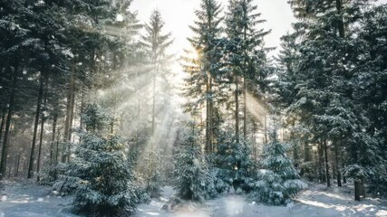 Snowy winter forest with sunbeams streaming through tall pine trees and snowflakes gently falling. - Powered by Adobe