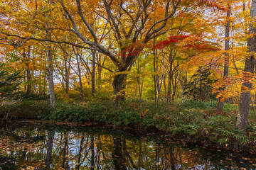 日本の風景・秋　北海道　紅葉の大沼公園