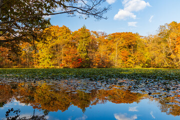 日本の風景・秋　北海道　紅葉の大沼公園