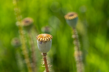 Close-up of a dried poppy seed pod with green blurred background. Macro botanical nature...