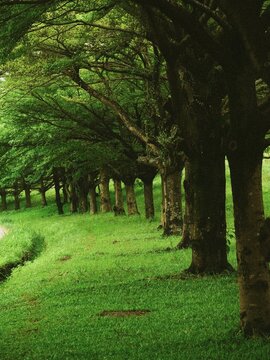 Pelouse verdoyante parsem&eacute;e d&rsquo;arbres