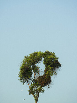 Arbre immense au milieu du ciel