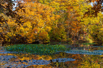 日本の風景・秋　北海道　紅葉の大沼公園