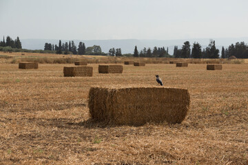 Background with many scattered haystacks on a field