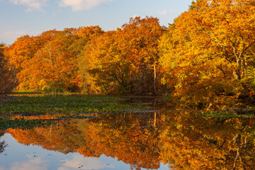 日本の風景・秋　北海道　紅葉の大沼公園の夕暮れ