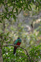 beautiful Quetzal, a tropical bird in the cloud forest of Manu national park in Peru