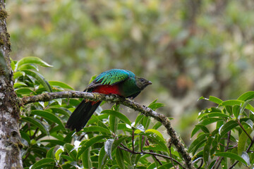 Tropical bird in nature, in the tropical cloud forest of Parque Nacional del Manu in Peru.