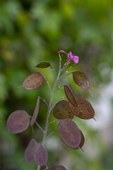 A purple flower of annual honesty with coin-shaped leaves. Flower, purple, 