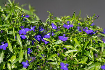 Blue lobelia and its beautiful blue flowers with green leaves. 
