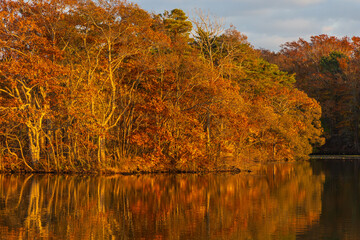 Obraz premium 日本の風景・秋 北海道 紅葉の大沼公園の夕暮れ