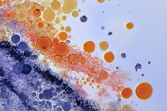 Yeast and mold examination Biodiversity Microbiology Morphology of fungal colonies Growth of fungi in DG18