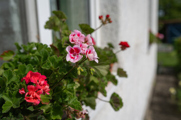 Pinkish-red geranium flowers with green leaves in a window box on a white house. 
