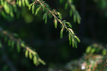 Fresh new juniper needles in a close-up on a twig. 
