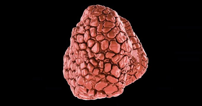 Thyroid gland 3d model, lobulated anatomical structure. Rotating animation, seamlessly loopable. 3D rendering isolated on transparent background