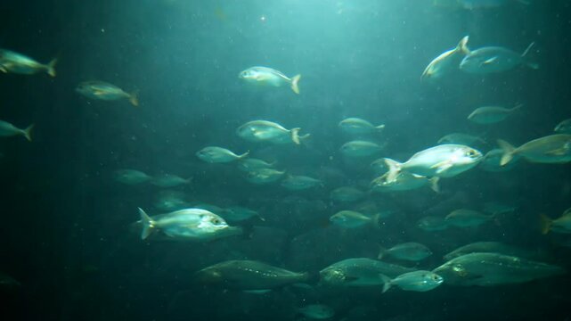 Spectacular view of a saltwater aquarium in which a large Bull Shark (Carcharhinus Leucas) swims with other spotted sandbar sharks (Mustelus Canis) and other schools of fish such as croakers