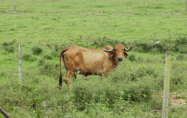 Authentic Colombian Landscape: Cattle in Verdant Field

