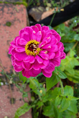 pink zinnia flower in garden